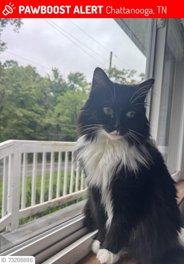 Lost Female Cat last seen Easton Ave, Chattanooga, TN 37415