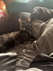 Reunited Female Cat last seen West side park, Derry Drive, West st, Warren ave, Middleborough, MA 02346