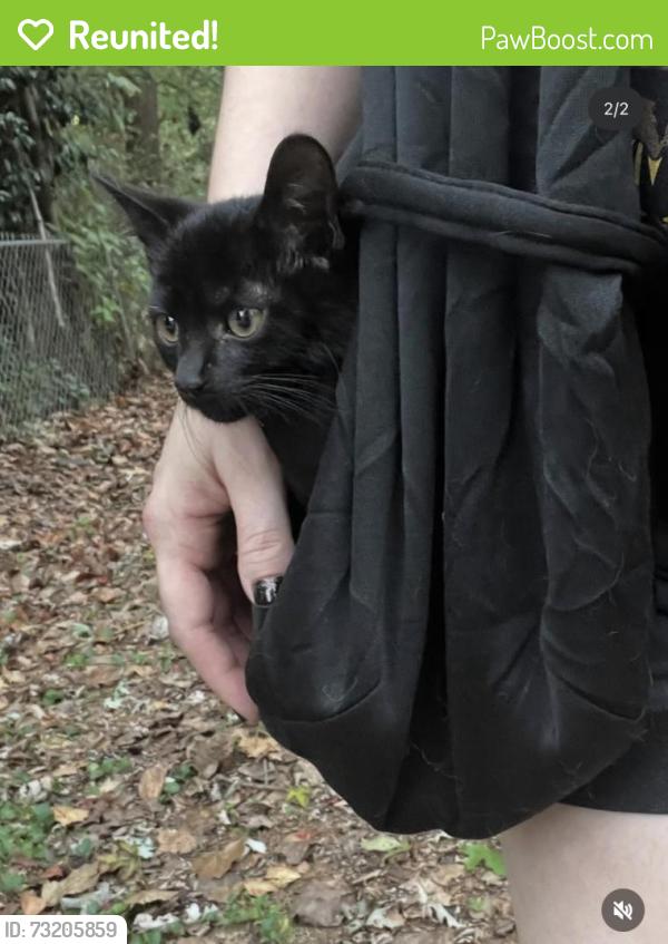 Reunited Male Cat last seen Wexford downs way and Kildare court, Acworth, GA 30101