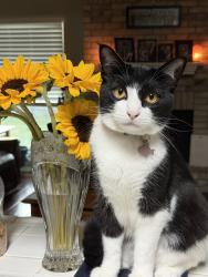Lost Male Cat last seen River Oak Drive, Leander, Leander, TX 78641
