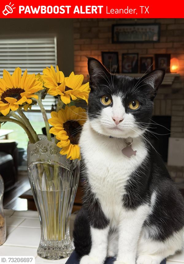 Lost Male Cat last seen River Oak Drive, Leander, Leander, TX 78641