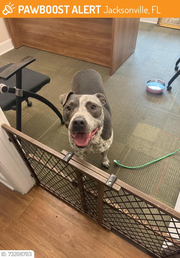 Found/Stray Male Dog last seen Hodges/Beach, Jacksonville, FL 32224