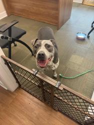 Found/Stray Male Dog last seen Hodges/Beach, Jacksonville, FL 32224
