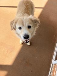 Reunited Male Dog last seen Near and Arlington, Lyman, SC 29385