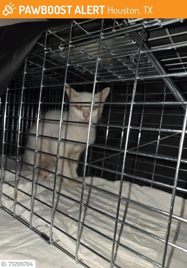 Found/Stray Female Cat last seen Hughes rd, Houston, TX 77089