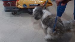 Shelter Stray Male Dog last seen BOB WALLACE, 4950 SW Triana Blvd, Huntsville, AL 35805, USA