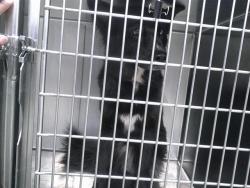 Shelter Stray Male Dog last seen LEONHARDT AND RAILWOOD CIRCLE, 2811 SE 29th St, Oklahoma City, OK 73129, USA