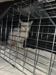 Found/Stray Female Cat last seen Hughes rd, Houston, TX 77089