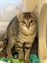Shelter Stray Female Cat last seen Near BLOCK DUMESNIL AVE, 3528 Newburg Rd, Louisville, KY 40218, USA