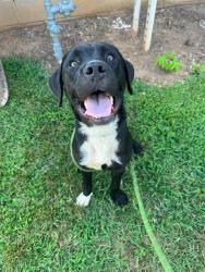 Shelter Stray Male Dog last seen CHARLOTTE, 8315 Byrum Dr, Charlotte, NC 28217, USA