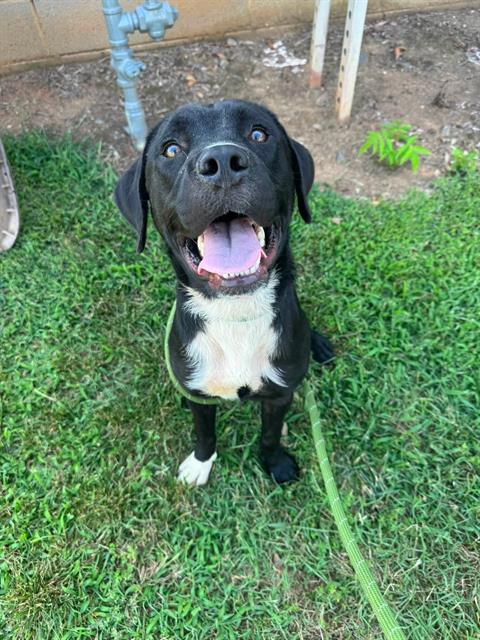 Shelter Stray Male Dog last seen CHARLOTTE, 8315 Byrum Dr, Charlotte, NC 28217, USA