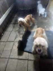 Reunited Male Dog last seen Creekway/Meadowcreek, Missouri City, TX 77459