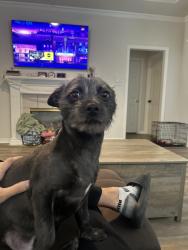 Reunited Male Dog last seen Near Azalea Trl, Waxahachie, TX 75165
