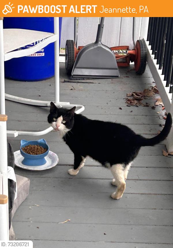 Found/Stray Male Cat last seen First Baptist church of Jeannette, Jeannette, PA 15644