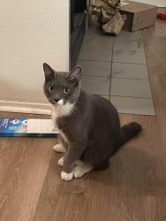 Reunited Unknown Cat last seen Near Westridge Ave W, Tacoma, WA 98466