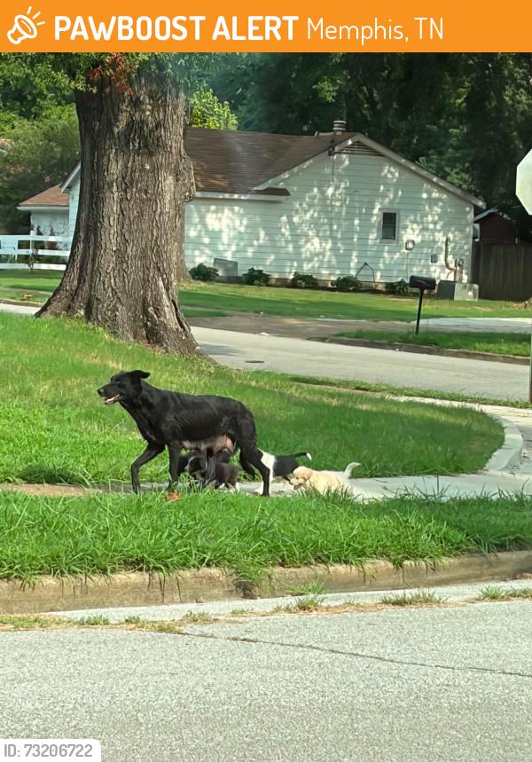 Found/Stray Female Dog last seen Crump rd and rosewind cir, Memphis, TN 38116