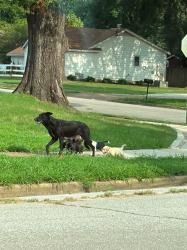 Found/Stray Female Dog last seen Crump rd and rosewind cir, Memphis, TN 38116