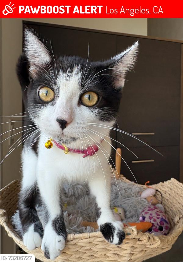 Lost Female Cat last seen Kenter and Hanley, Los Angeles, CA 90049
