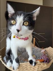 Lost Female Cat last seen Kenter and Hanley, Los Angeles, CA 90049