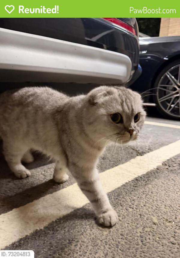 Reunited Male Cat last seen Behind Lancaster Library Coventry University, West Midlands, England 
