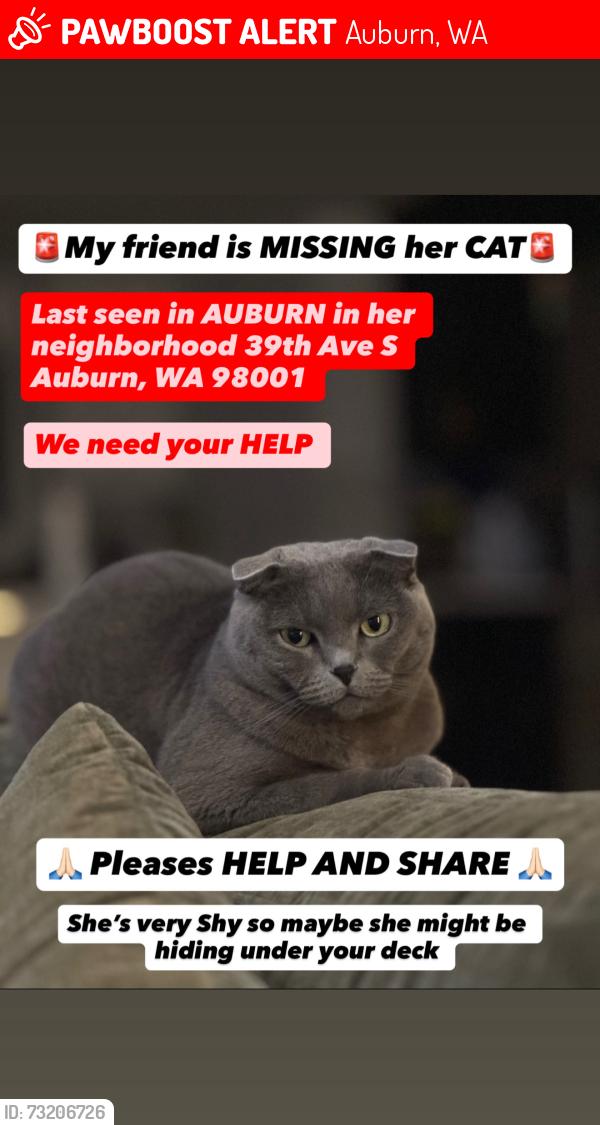 Lost Female Cat last seen 38th Pl S. & 36th Pl. S, Auburn, WA 98001