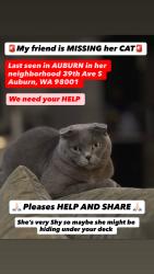 Lost Female Cat last seen 38th Pl S. & 36th Pl. S, Auburn, WA 98001