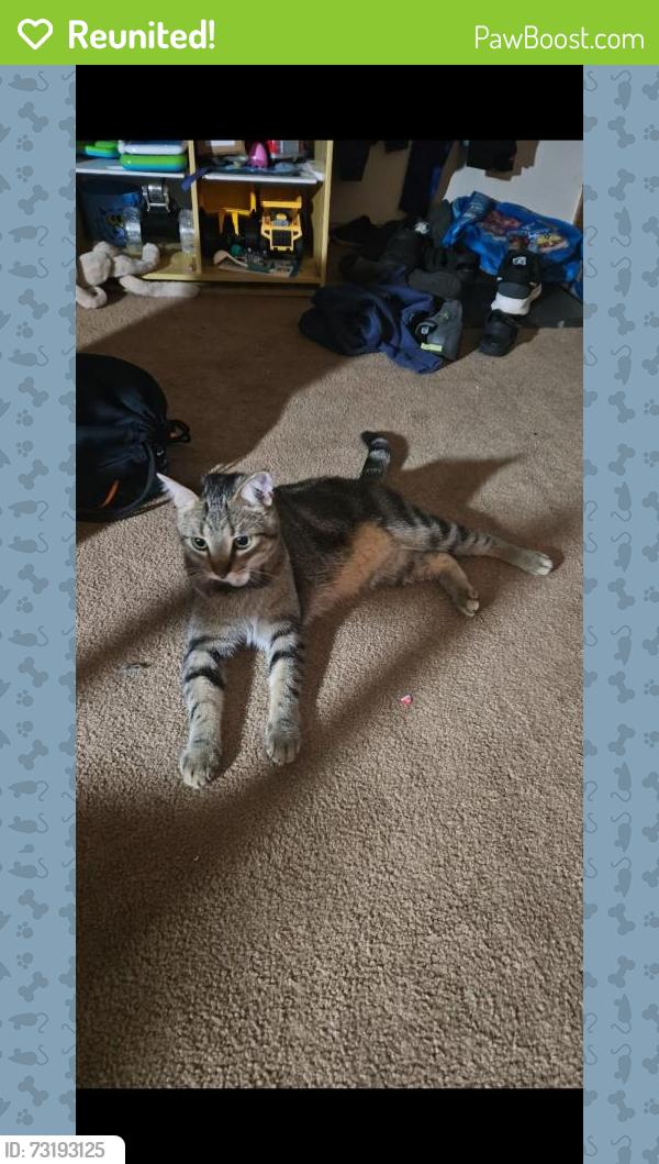 Reunited Male Cat last seen Princess Place and Southwood Drive, Racine, WI 53406