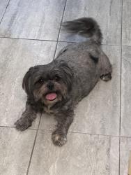 Reunited Female Dog last seen 48th Street and Baker Ave, Sacramento, CA 95820