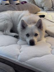 Lost Female Dog last seen Near s mansfield ave Los Angeles ca, Los Angeles, CA 90019
