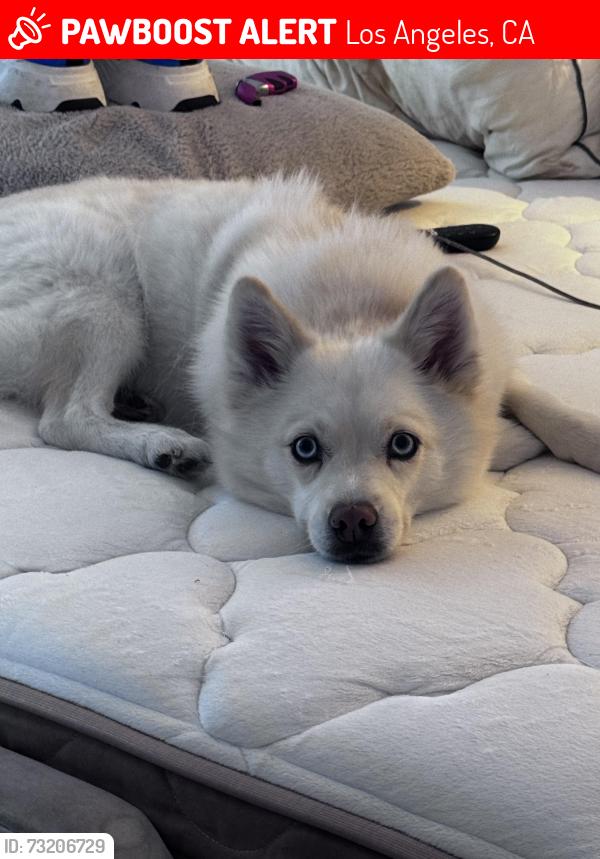 Lost Female Dog last seen Near s mansfield ave Los Angeles ca, Los Angeles, CA 90019