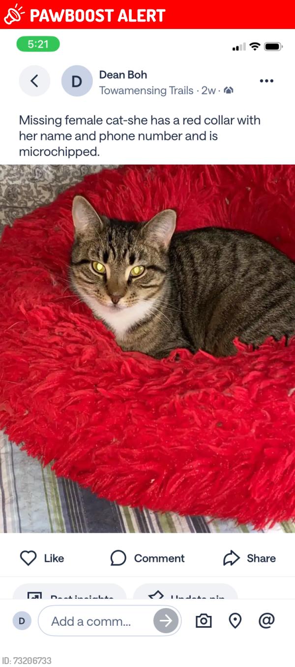 Lost Female Cat last seen Ottomanelli and Petrarch, Towamensing Trails, PA 18210