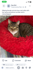Lost Female Cat last seen Ottomanelli and Petrarch, Towamensing Trails, PA 18210
