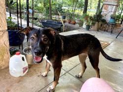 Found/Stray Female Dog last seen N. Cedar, Buda, TX 78610