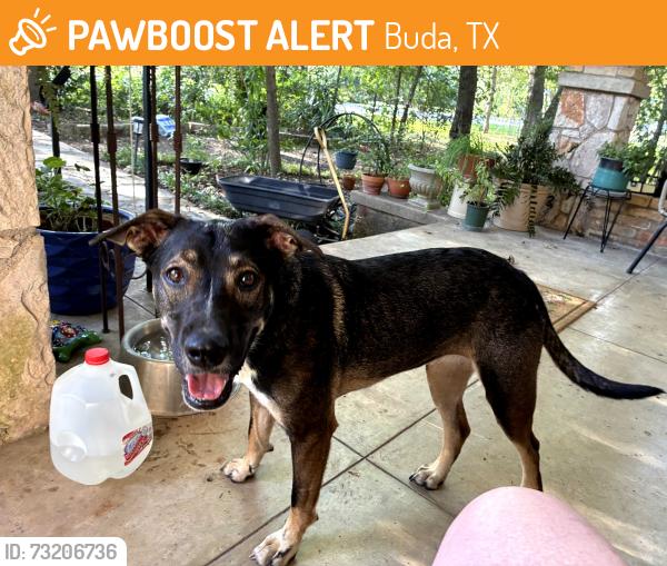 Found/Stray Female Dog last seen N. Cedar, Buda, TX 78610