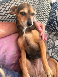 Reunited Female Dog last seen On the beach at 80th and Collins, Miami Beach, FL 33141