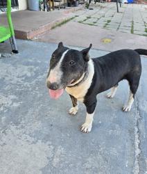 Reunited Female Dog last seen Athol St & Frazier St, Baldwin Park, CA 91706, USA, Baldwin Park, CA 91706