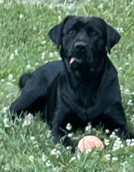 Lost Male Dog last seen Could be anywhere between Sheppard town rd, cardwell rd, maidens rd, fairgrounds rd, Crozier, VA 23039
