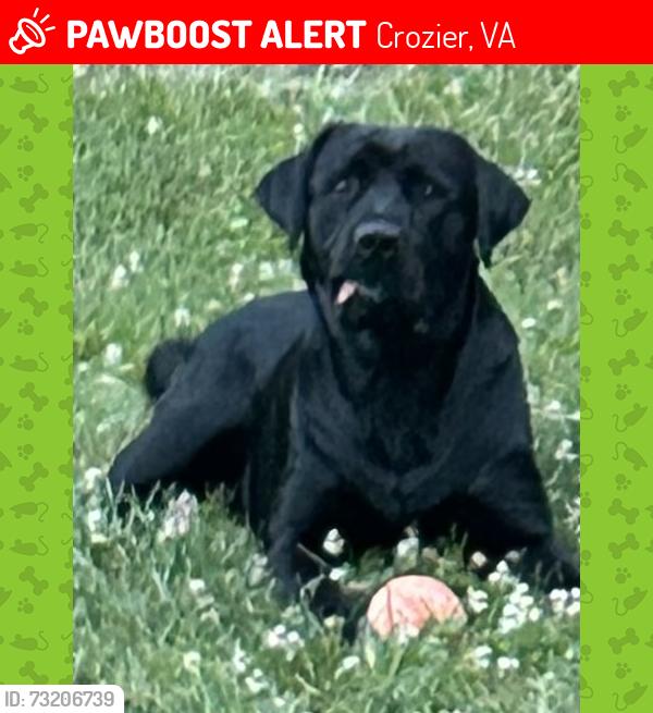 Lost Male Dog last seen Could be anywhere between Sheppard town rd, cardwell rd, maidens rd, fairgrounds rd, Crozier, VA 23039