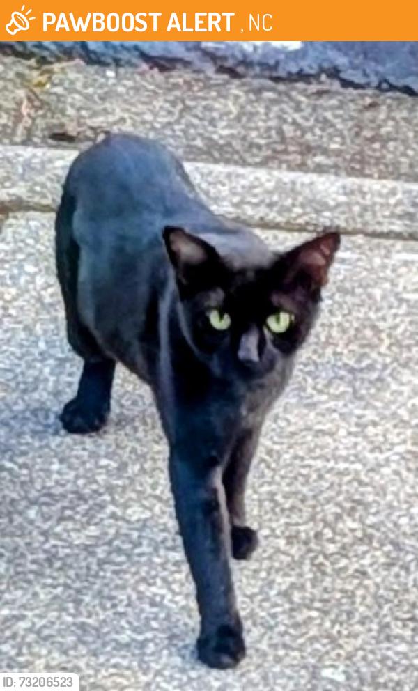 Found/Stray Male Cat last seen Stonebridge and country club, Winston Salem, NC 27106
