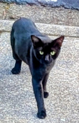 Found/Stray Male Cat last seen Stonebridge and country club, Winston Salem, NC 27106