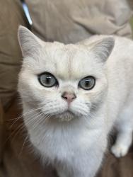 Lost Male Cat last seen Stonebrook off Eliza Jordan, Mobile County, AL 36608