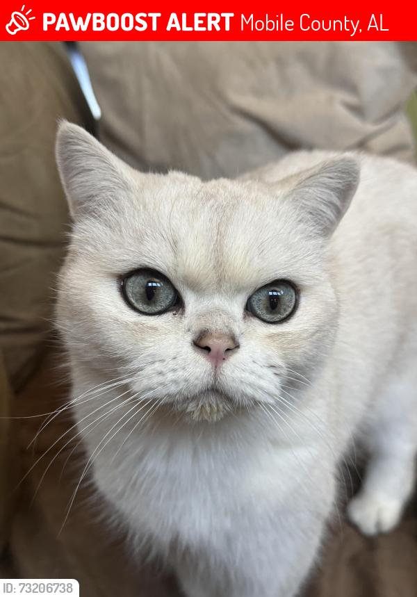 Lost Male Cat last seen Stonebrook off Eliza Jordan, Mobile County, AL 36608