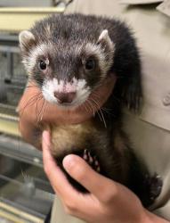 Shelter Stray Male Ferret last seen Falls Church, VA, 22042, Tyler Ave & Johnson Rd, Fairfax County, VA, 4500 West Ox Rd, Fairfax, VA 22030, USA