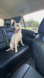 Reunited Male Dog last seen Armored drive Fayetteville NC, Fayetteville, NC 28314