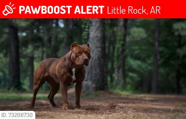 Lost Female Dog last seen BRACY RD / IRONTON RD - WOODS TOWARD LORANCE CREEK, Little Rock, AR 72206
