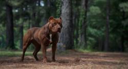 Lost Female Dog last seen BRACY RD / IRONTON RD - WOODS TOWARD LORANCE CREEK, Little Rock, AR 72206