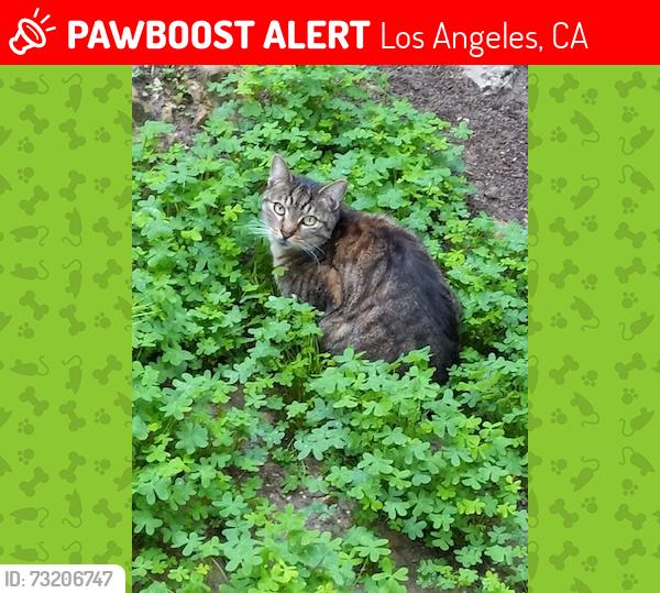 Lost Female Cat last seen Delta Steps, Valeries, Grafton Street, Lemoyne, Los Angeles, CA 90026