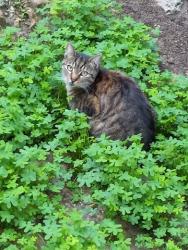 Lost Female Cat last seen Delta Steps, Valeries, Grafton Street, Lemoyne, Los Angeles, CA 90026