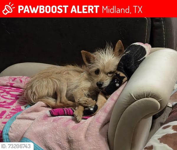 Lost Male Dog last seen Powell and delano ave., Midland, TX 79703