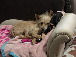 Lost Male Dog last seen Powell and delano ave., Midland, TX 79703